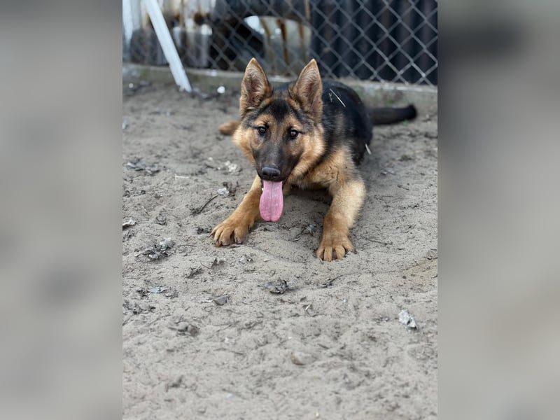 Blanka sucht ein Herz, das bleibt