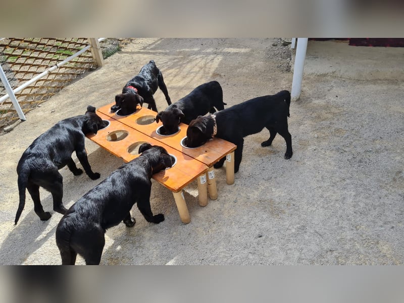 COOPER ❤️ sensibler Schäferhund, Pflegefamilie Köln