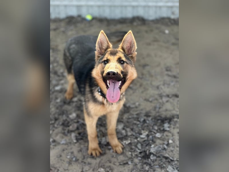 Blanka sucht ein Herz, das bleibt