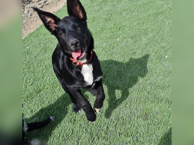 COOPER ❤️ sensibler Schäferhund, Pflegefamilie Köln