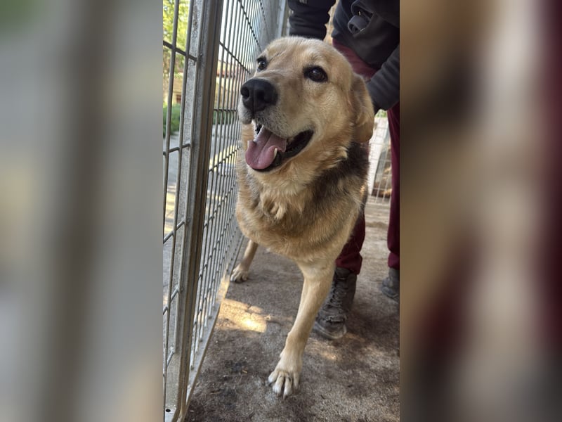 Jago ist etwas ganz Besonderes und sucht dich