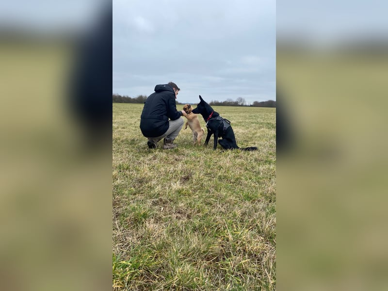 COOPER ❤️ sensibler Schäferhund, Pflegefamilie Köln