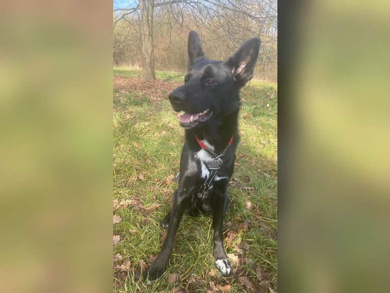 COOPER ❤️ sensibler Schäferhund, Pflegefamilie Köln