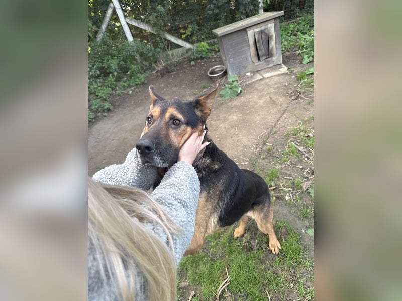 Rexi wartet auf ein Leben voller Liebe