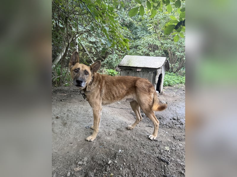 Füles wartet auf sein Für-immer-Zuhause