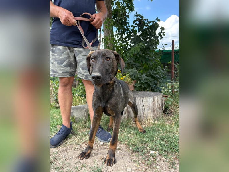 Valentino  sucht Liebe und Geborgenheit