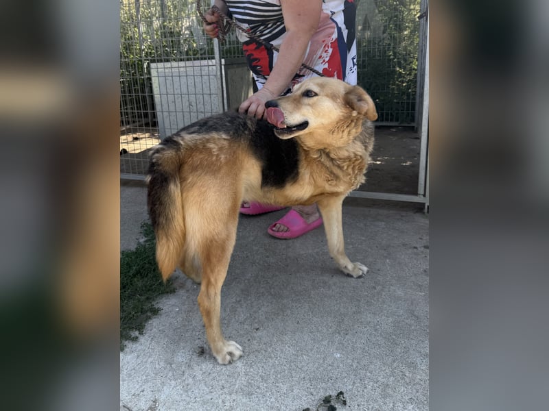 Jago - Pures Glück auf 3 Beinen