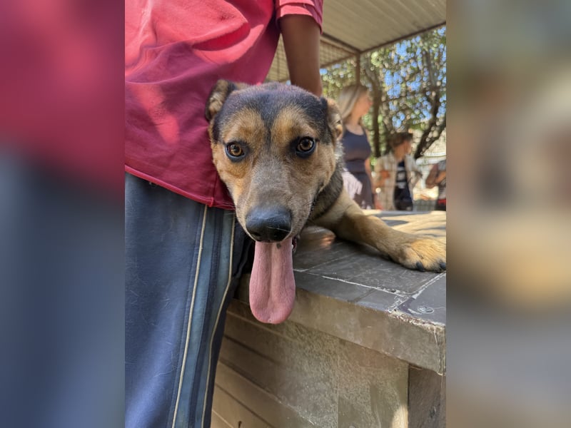 Jankó - treue Seele sucht warmes Zuhause!