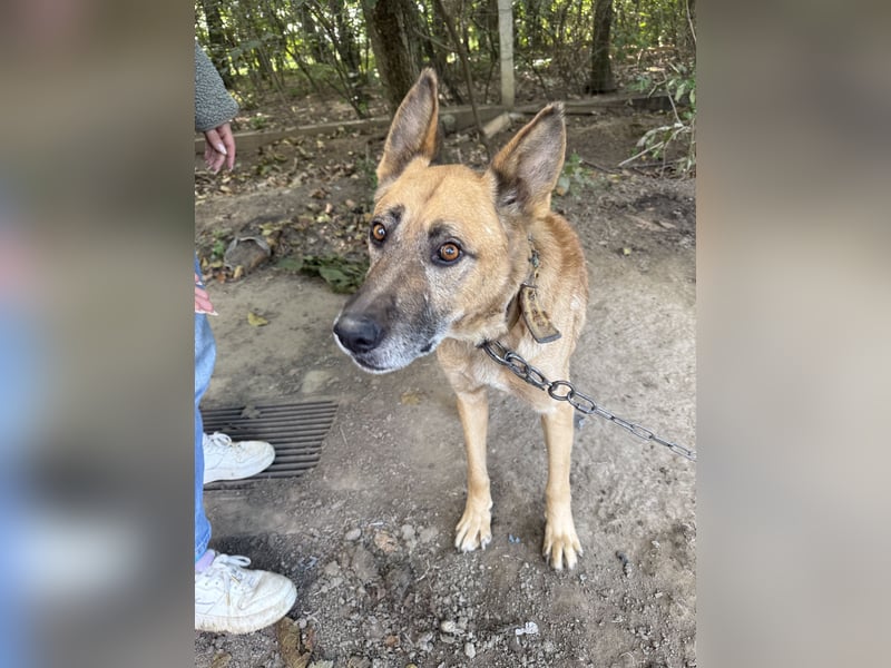 Füles wartet auf sein Für-immer-Zuhause