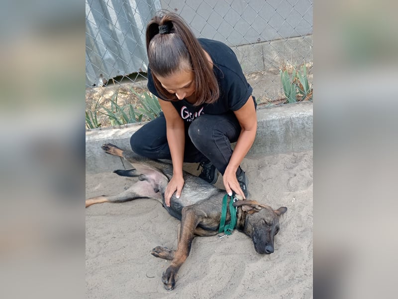 Valentino  sucht Liebe und Geborgenheit