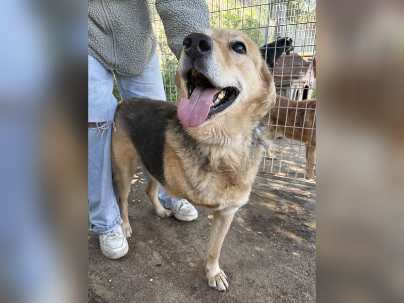 Jago ist etwas ganz Besonderes und sucht dich