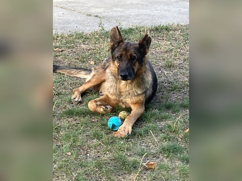 Tara - wer schenkt ihr eine Zukunft?