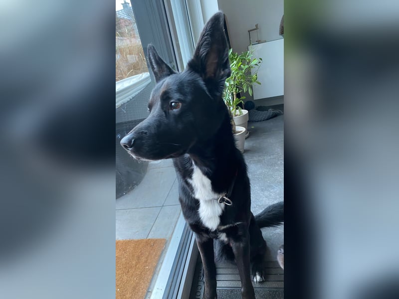 COOPER ❤️ sensibler Schäferhund, Pflegefamilie Köln