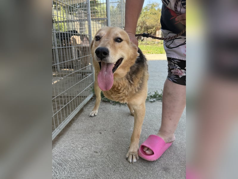 Jago sucht seine Herzensmenschen