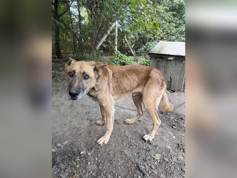 Füles - braucht dringend ein Zuhause!