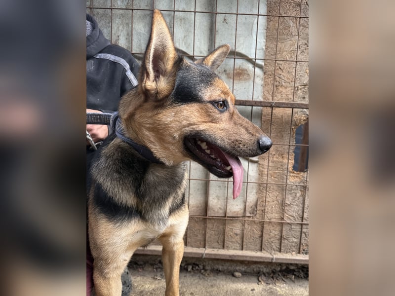 Jankó könnte bald dein Leben bereichern