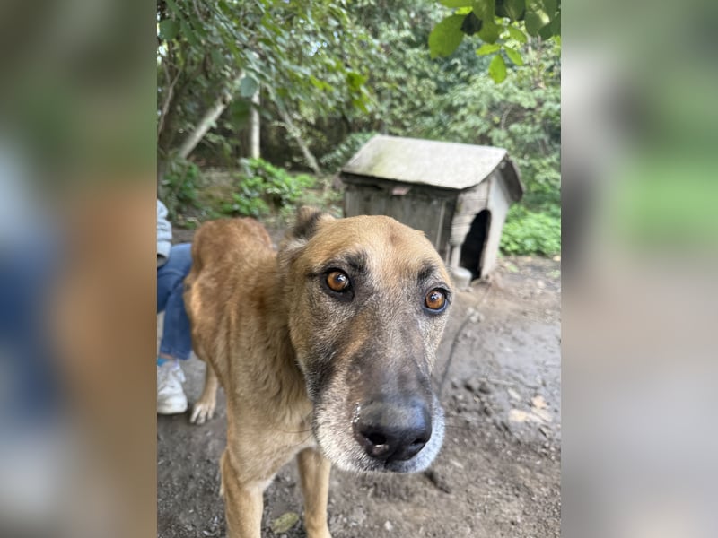 Füles - braucht dringend ein Zuhause!