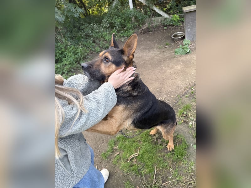 Rexi wartet auf ein Leben voller Liebe