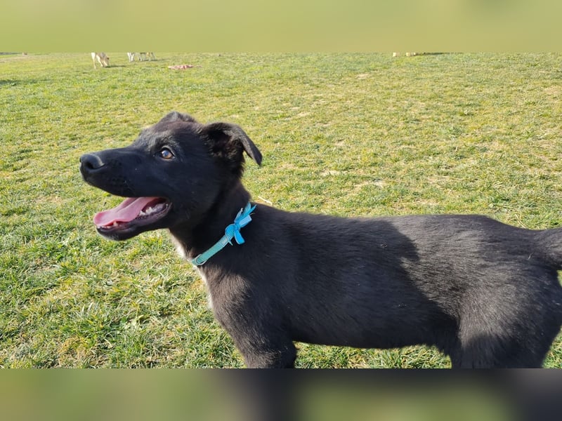 COOPER ❤️ sensibler Schäferhund, Pflegefamilie Köln