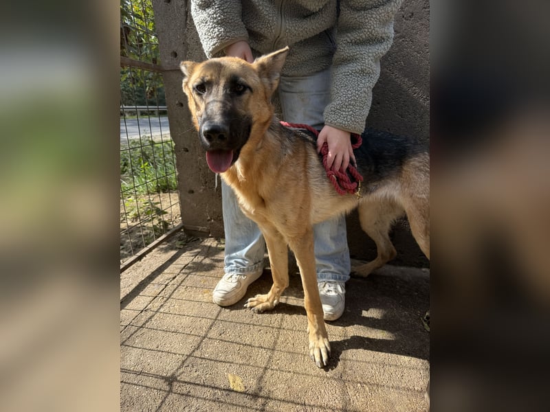 Missy Schäferhund fans aufgepasst !!!