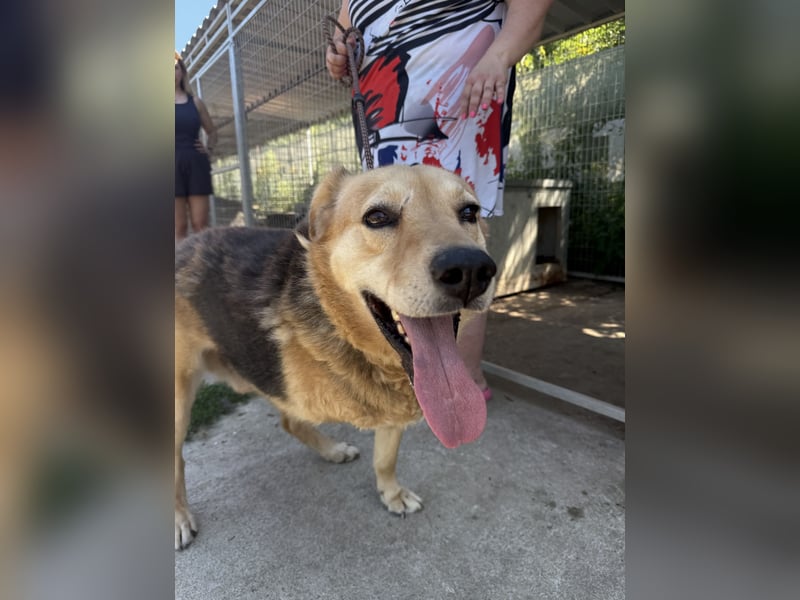 Jago - Glück auf 3 Beinen