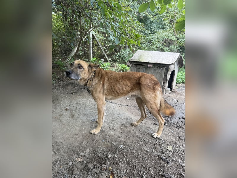 Füles - braucht dringend ein Zuhause!