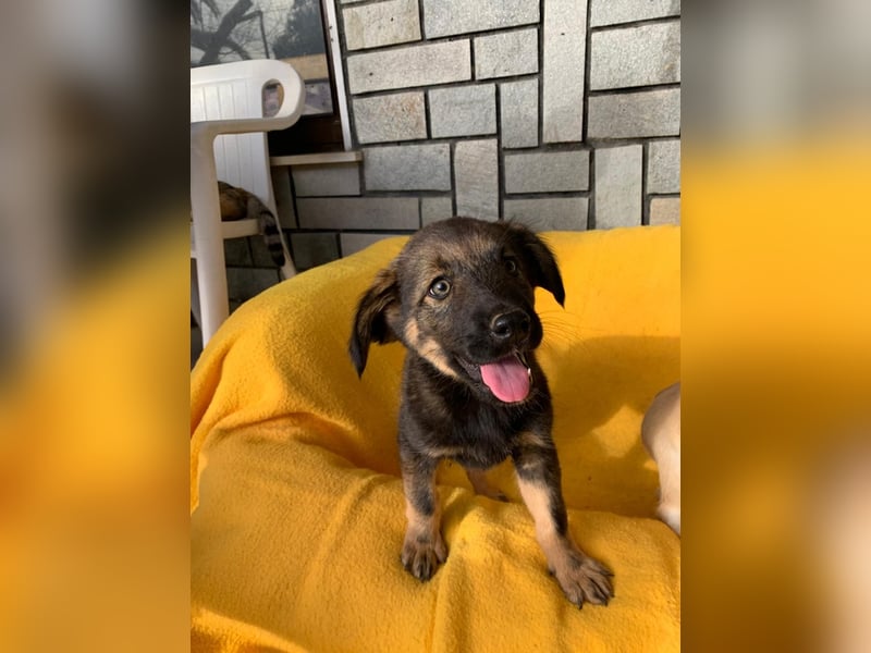 Zara – kleine Entdeckerin sucht ihr Zuhause