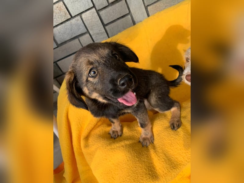 Zara – kleine Entdeckerin sucht ihr Zuhause