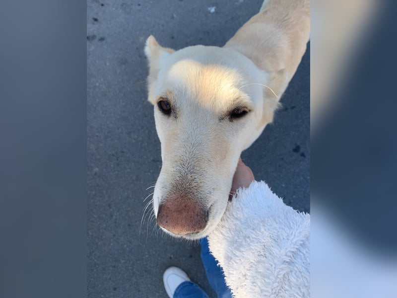 Dana - sanfte Seele sucht endlich Geborgenheit