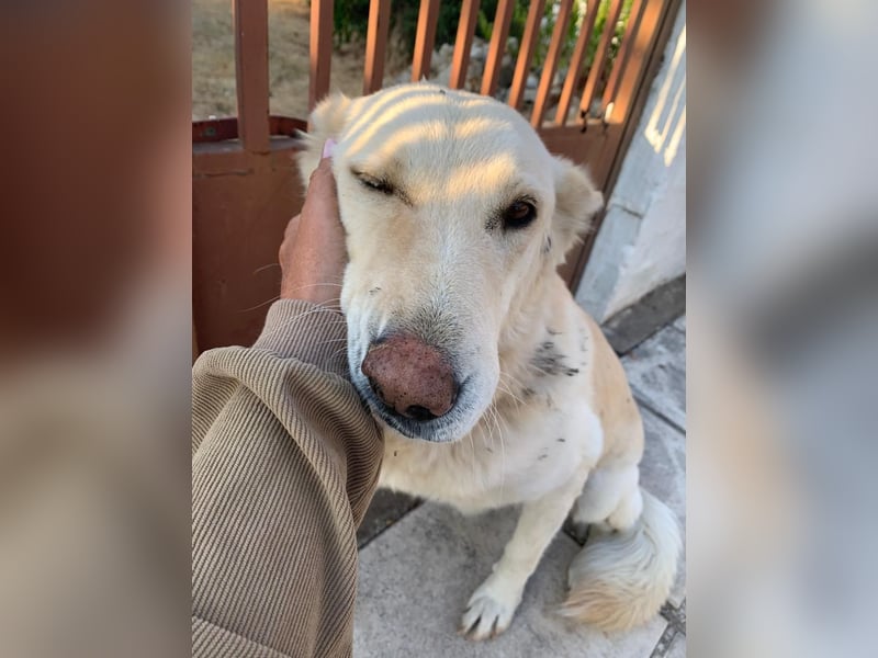 Dana - sanfte Seele sucht endlich Geborgenheit