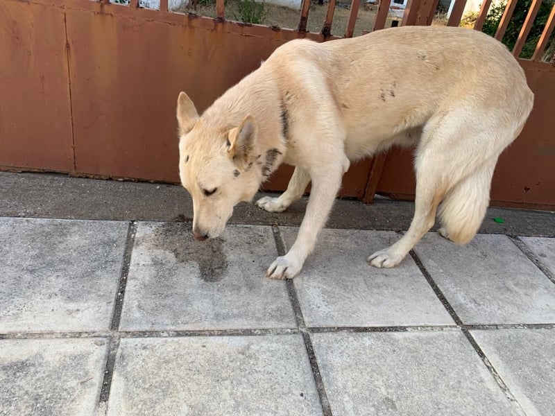 Dana - sanfte Seele sucht endlich Geborgenheit