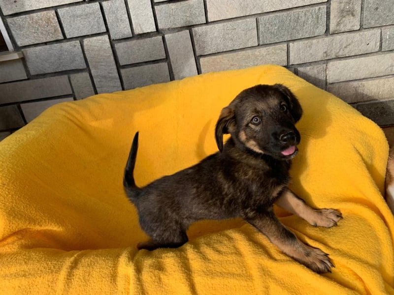 Zara – kleine Entdeckerin sucht ihr Zuhause