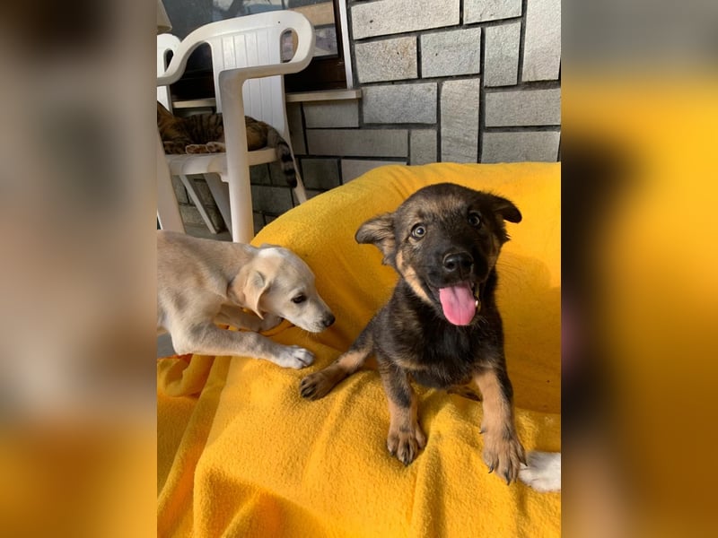 Zara – kleine Entdeckerin sucht ihr Zuhause