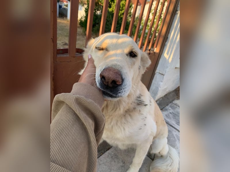 Dana - sanfte Seele sucht endlich Geborgenheit