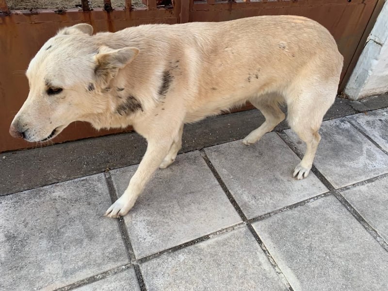 Dana - sanfte Seele sucht endlich Geborgenheit