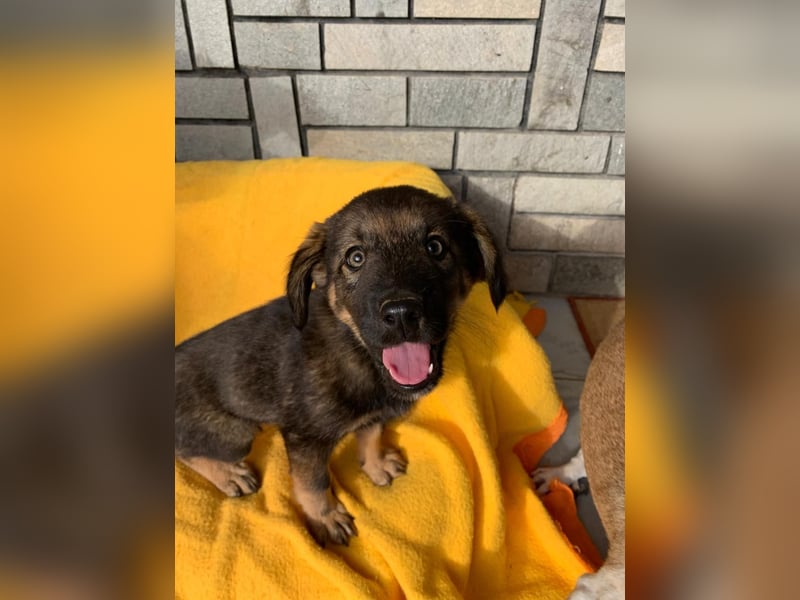 Zara – kleine Entdeckerin sucht ihr Zuhause
