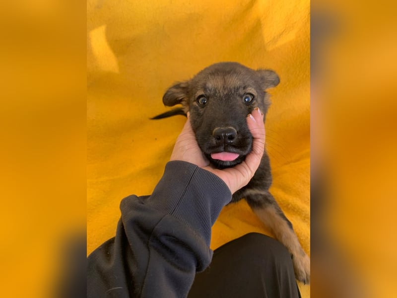 Zara – kleine Entdeckerin sucht ihr Zuhause