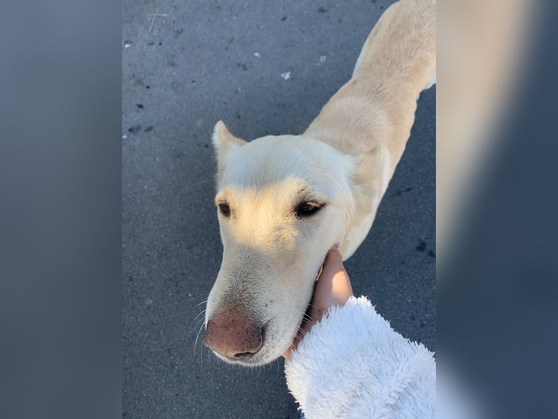 Dana - sanfte Seele sucht endlich Geborgenheit