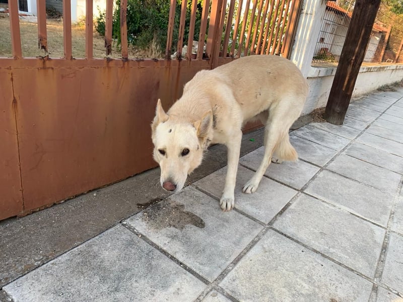 Dana - sanfte Seele sucht endlich Geborgenheit