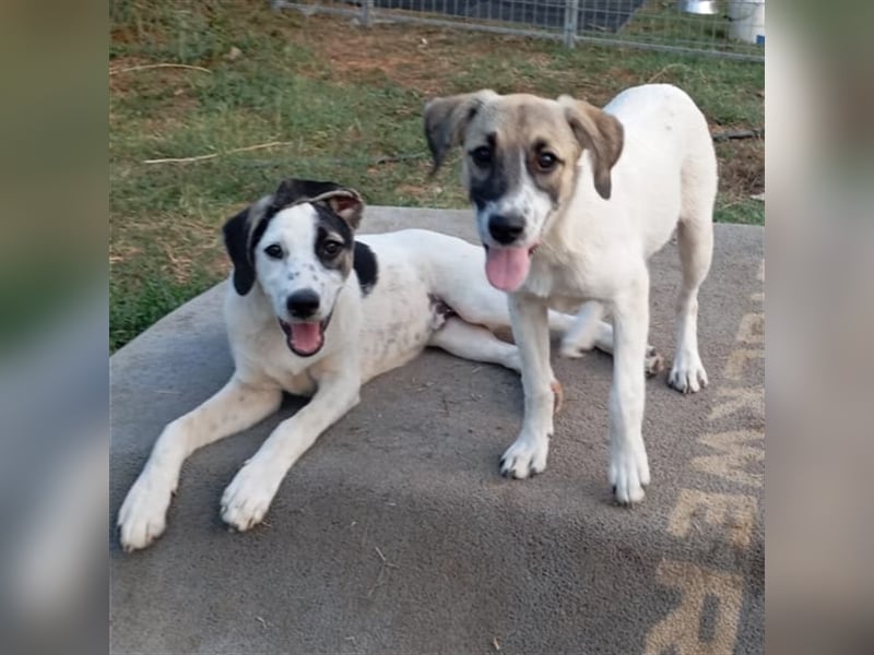 Jonas- Mischling- sucht ein Zuhause