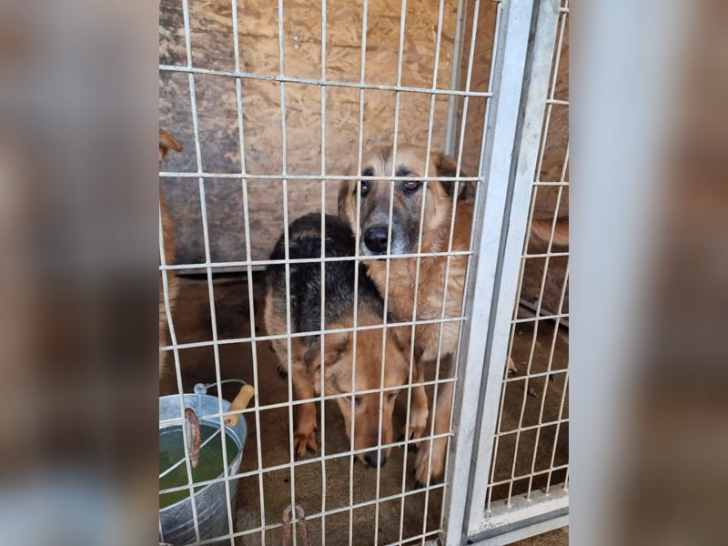 Vica, soziale Hündin freut sich auf Hundegesellschaft