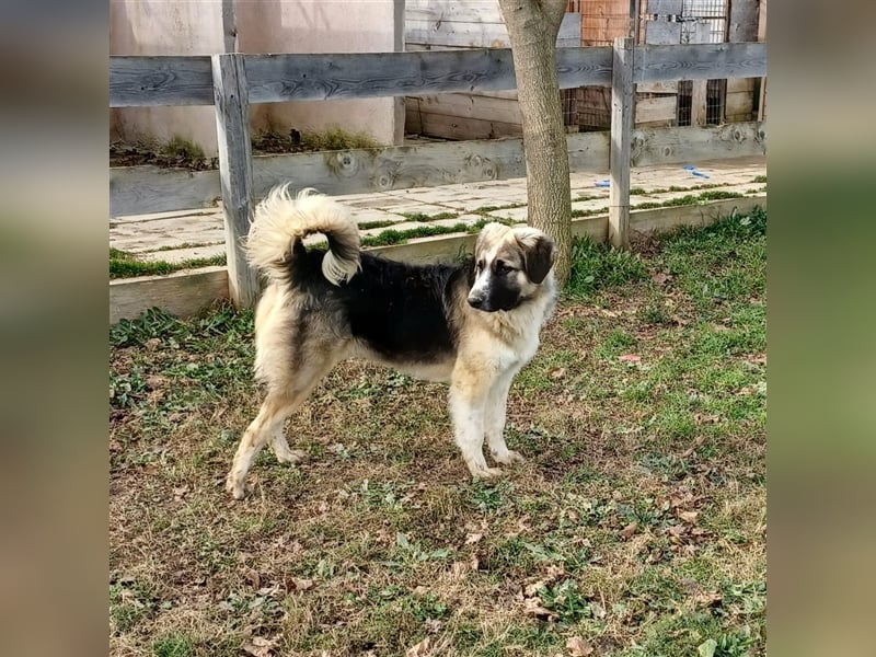 Charles- Schäferhund-Mischling