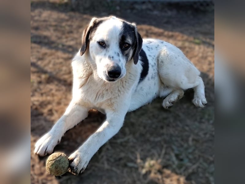 Jonas- Mischling- sucht ein Zuhause