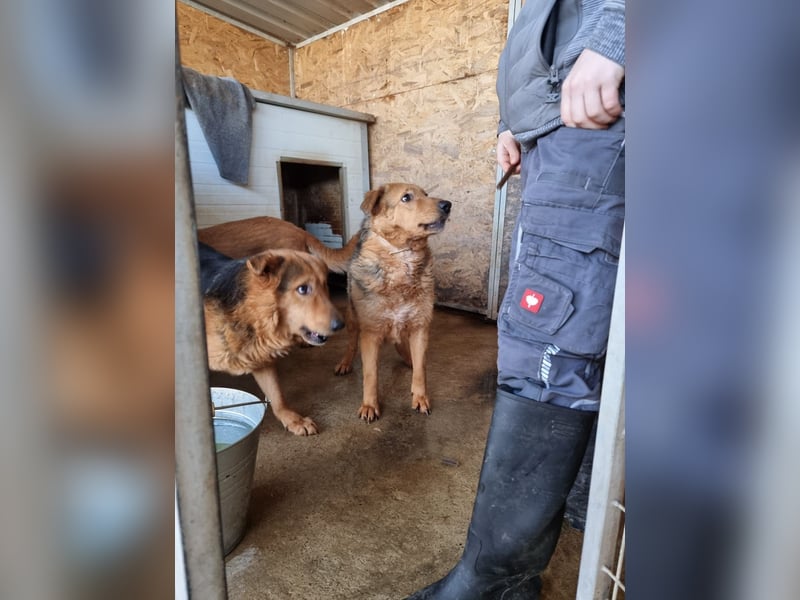 Vica, soziale Hündin freut sich auf Hundegesellschaft