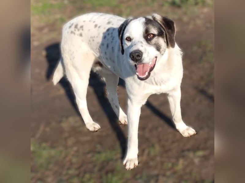 Jonas- Mischling- sucht ein Zuhause