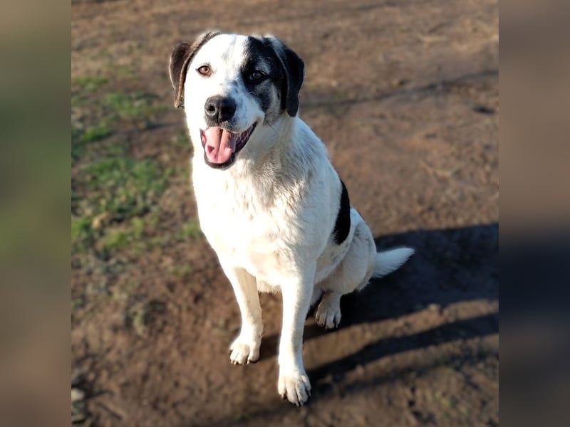 Jonas- Mischling- sucht ein Zuhause