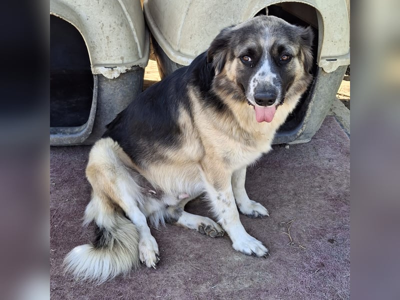 Charles- Schäferhund-Mischling