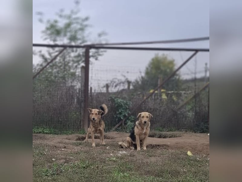 Vica, soziale Hündin freut sich auf Hundegesellschaft