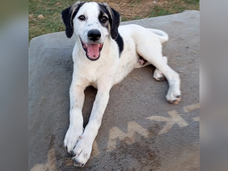 Jonas- Mischling- sucht ein Zuhause