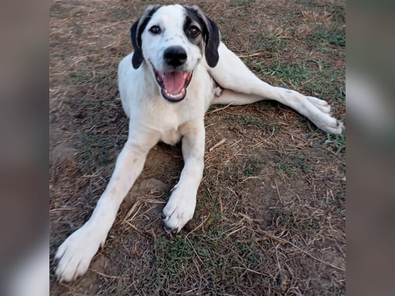 Jonas- Mischling- sucht ein Zuhause